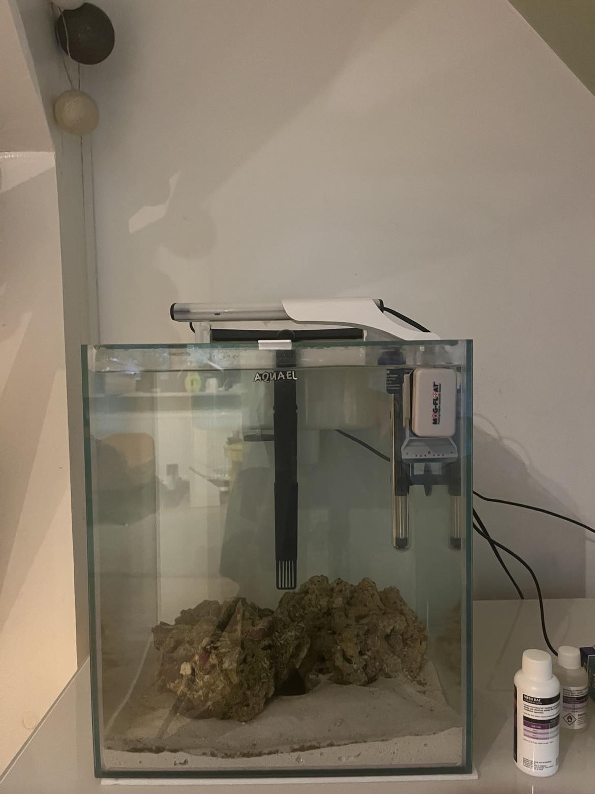 Picture of PLANTING CORAL REEF AT HOME: THE BLOG – Coral Operation Rescue Project